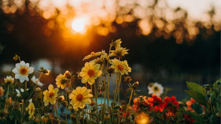 Functional Medicine in Gainesville: Why Allergies Are Worse in April