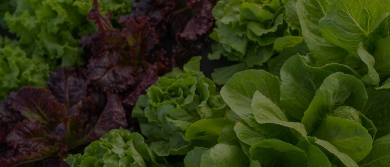 Cyclospora Outbreak 2026: How to Protect Your Family